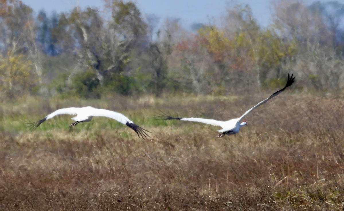 アメリカシロヅル - ML646967203