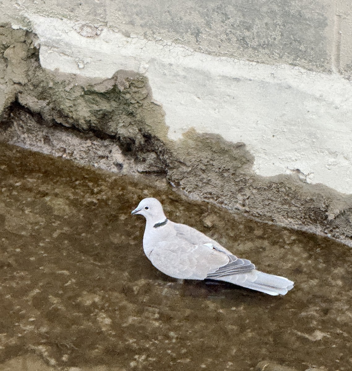 Tórtola Turca - ML646967204