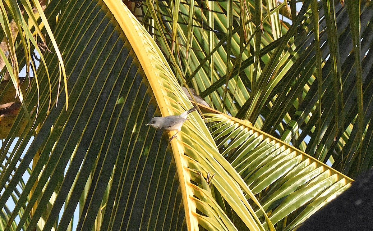 Mauritius Gray White-eye - ML646967205