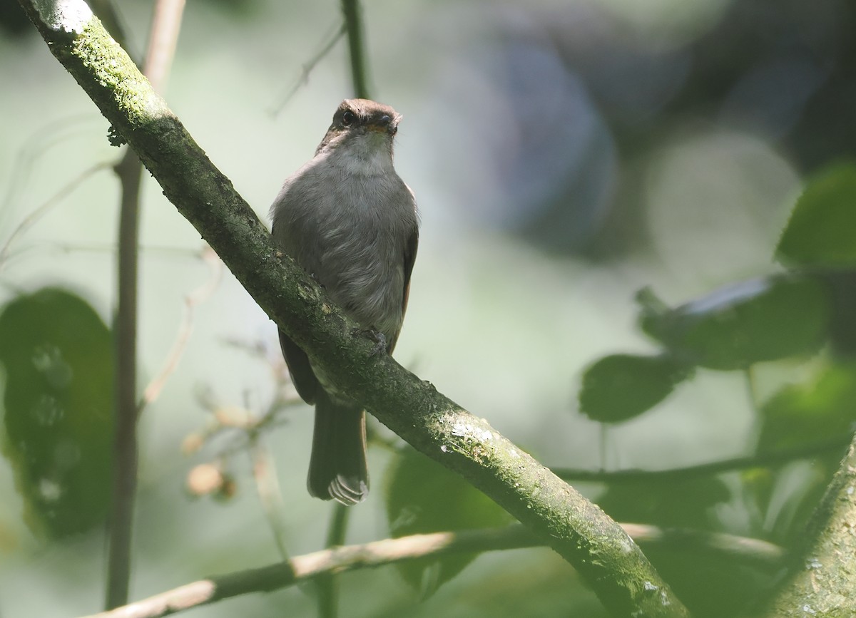 コンゴサメビタキ（lendu） - ML646967209