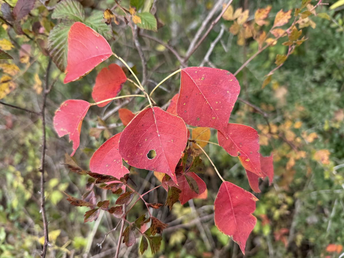 Животные - ML646967210