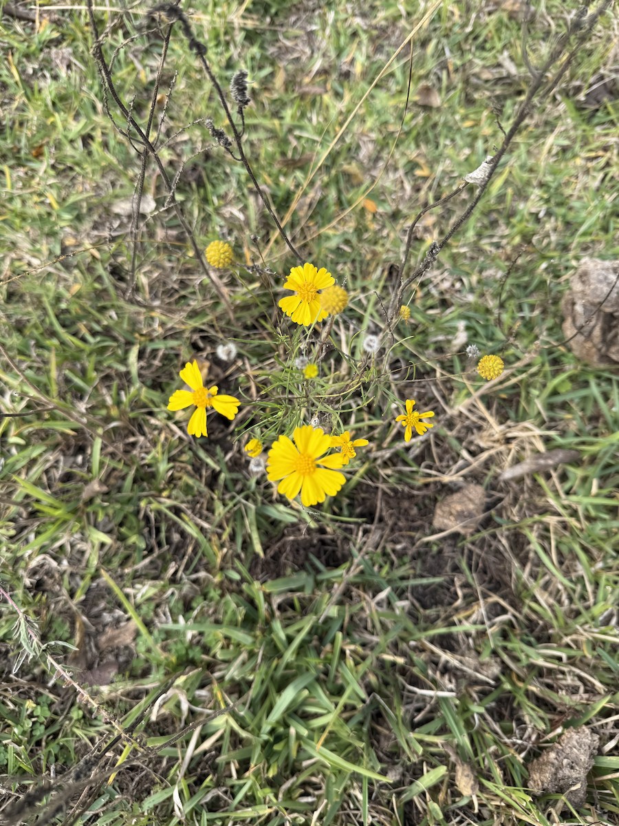 Животные - ML646967213