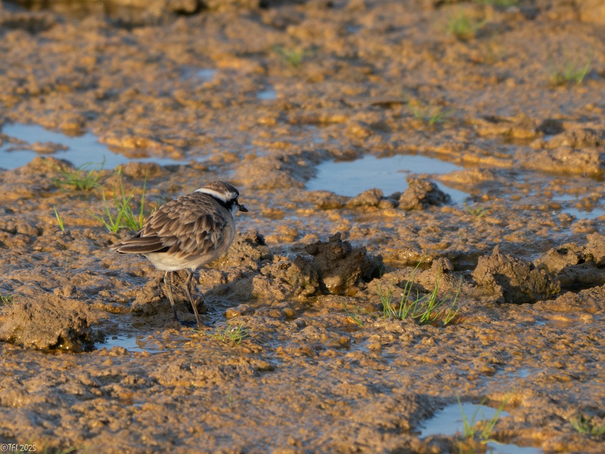 Chorlitejo Pecuario - ML646967215