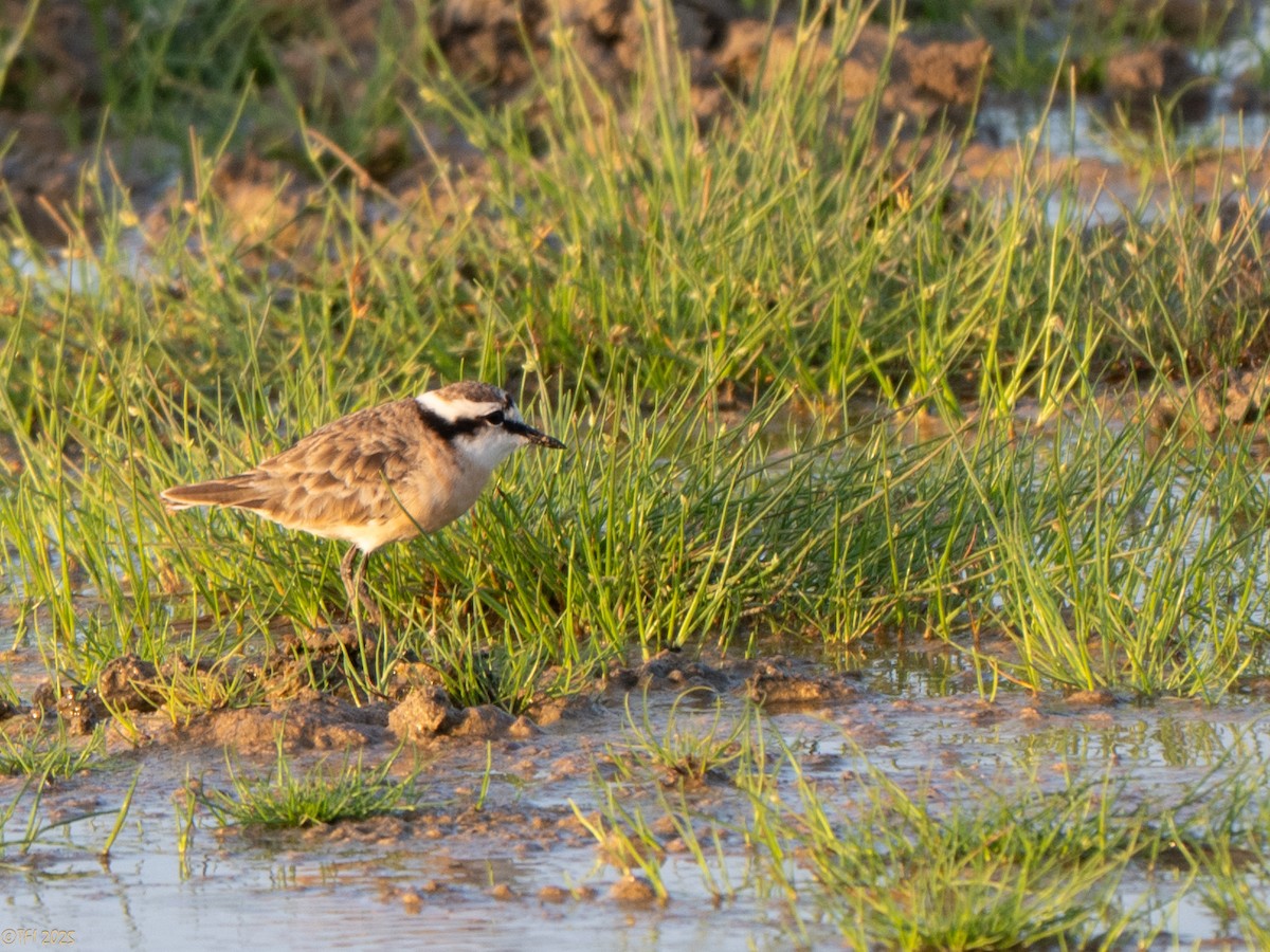 Chorlitejo Pecuario - ML646967216