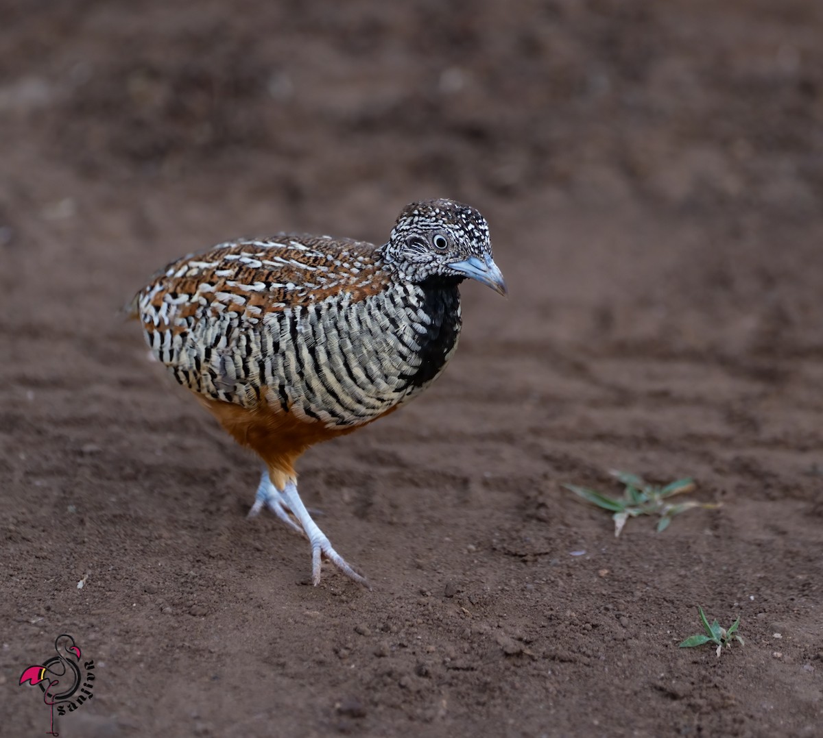 Barred Buttonquail - ML646967217