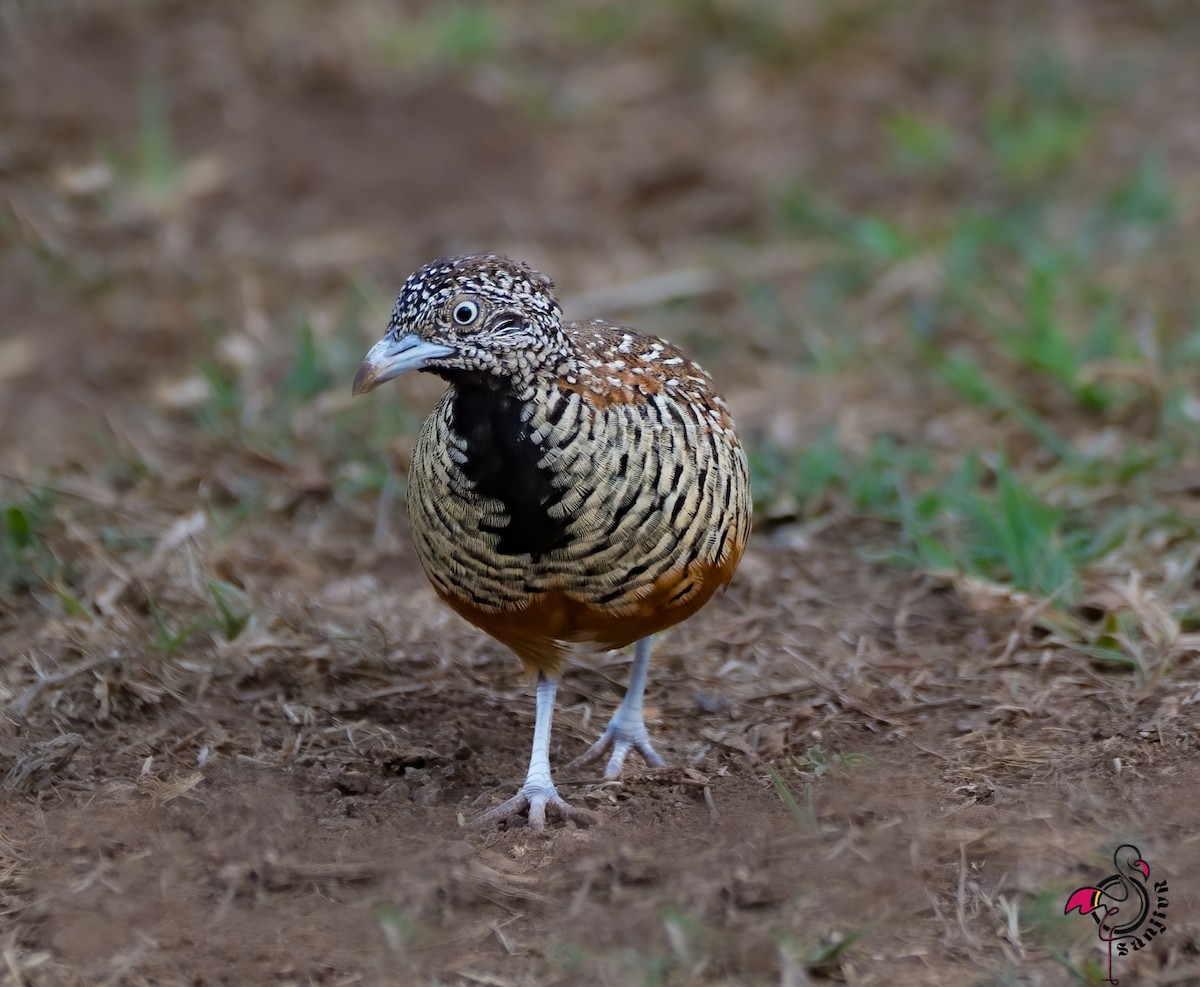 Barred Buttonquail - ML646967218
