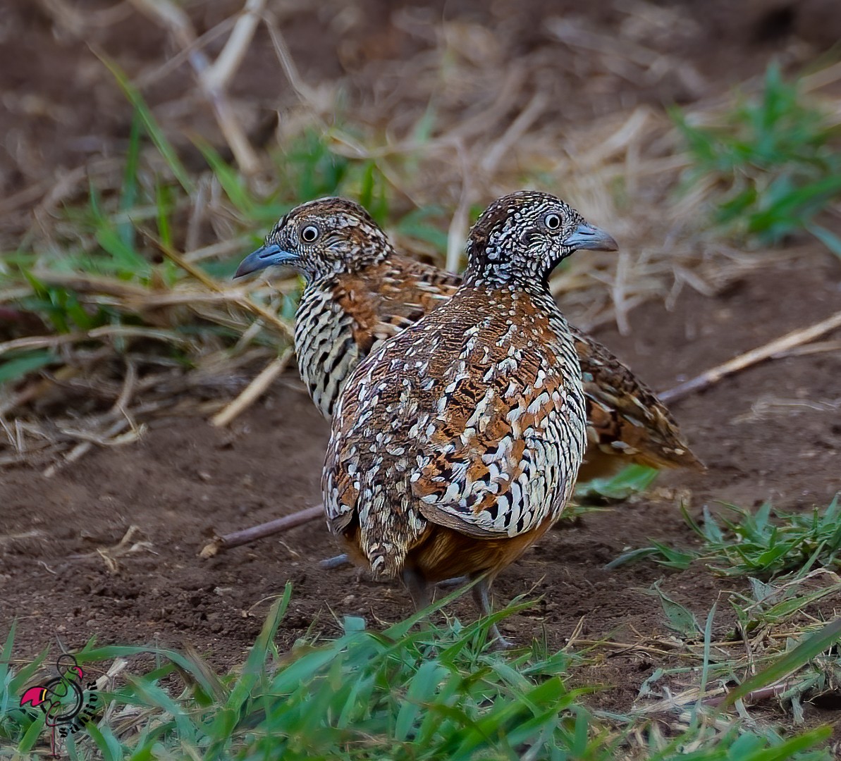 Barred Buttonquail - ML646967219