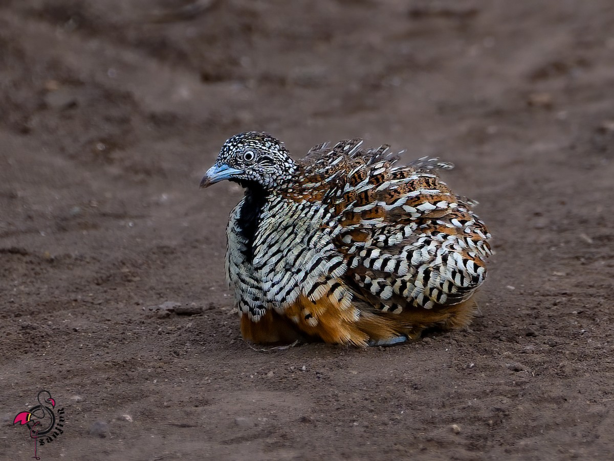 Barred Buttonquail - ML646967220