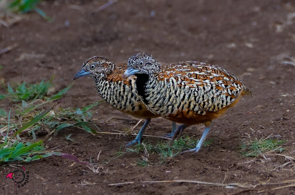 Barred Buttonquail - ML646967221