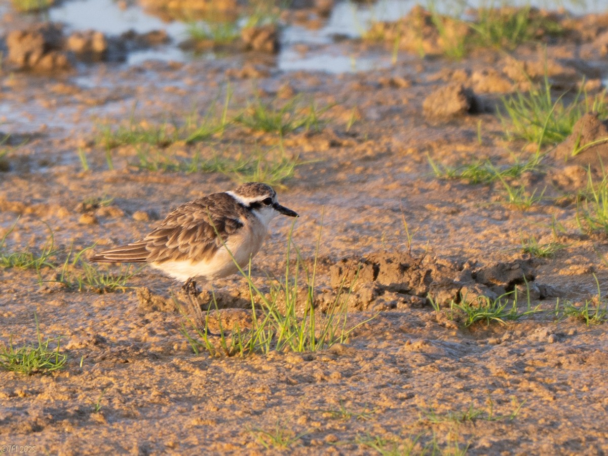 Chorlitejo Pecuario - ML646967224