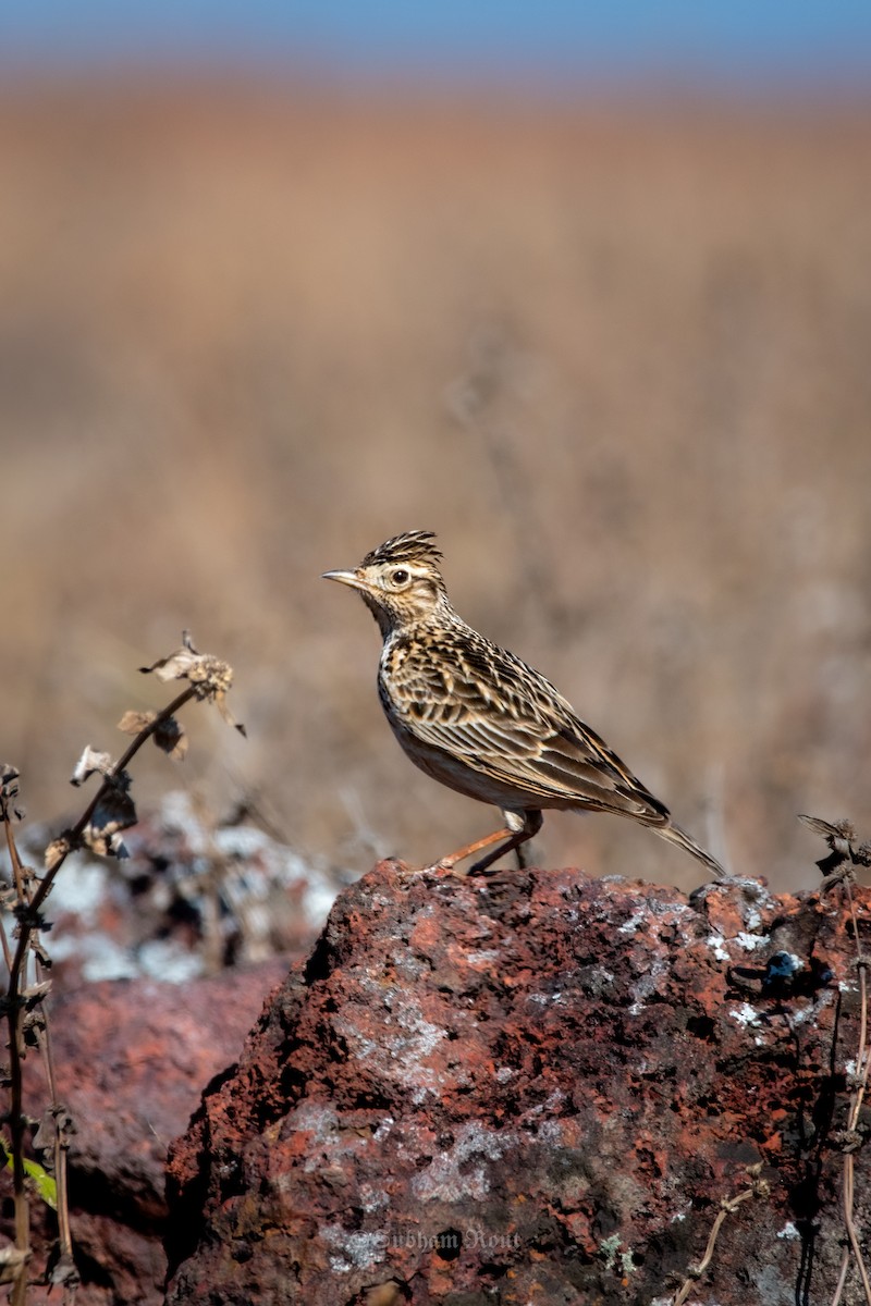 Жайворонок індійський - ML646967226
