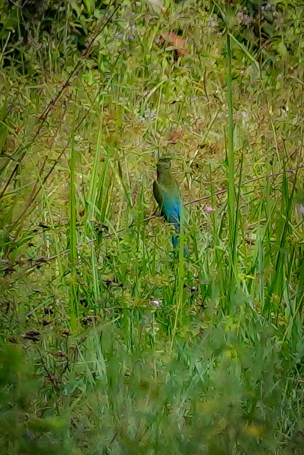 blåstjertbieter - ML646967238