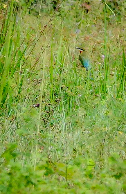 blåstjertbieter - ML646967239