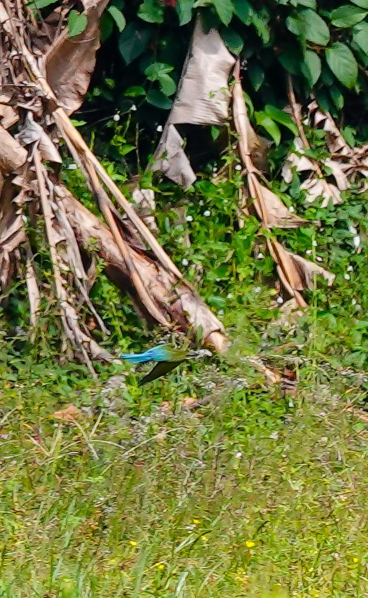 blåstjertbieter - ML646967240