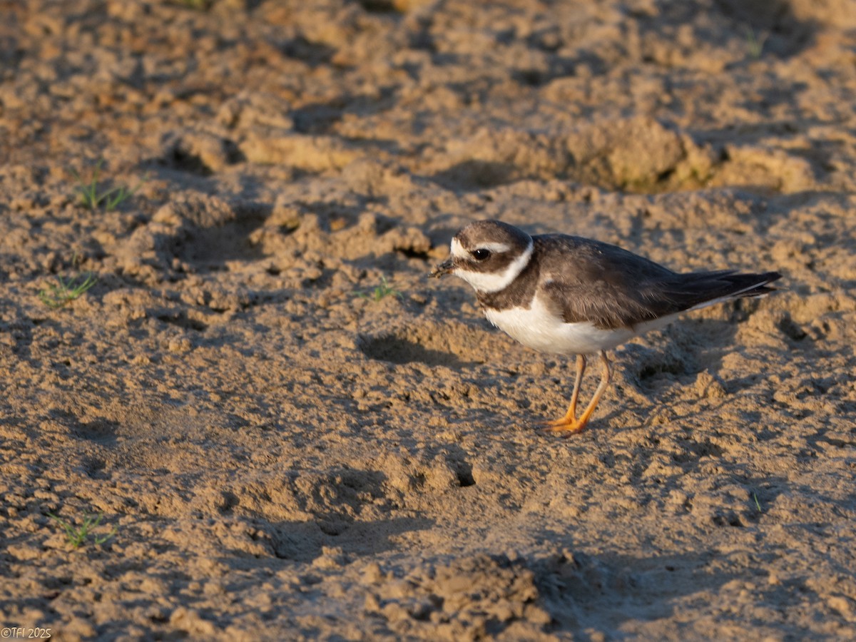 Chorlitejo Grande - ML646967241