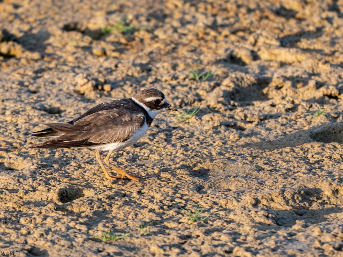 Chorlitejo Grande - ML646967242