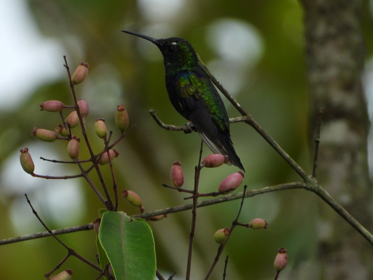 Fork-tailed Woodnymph - ML646967243