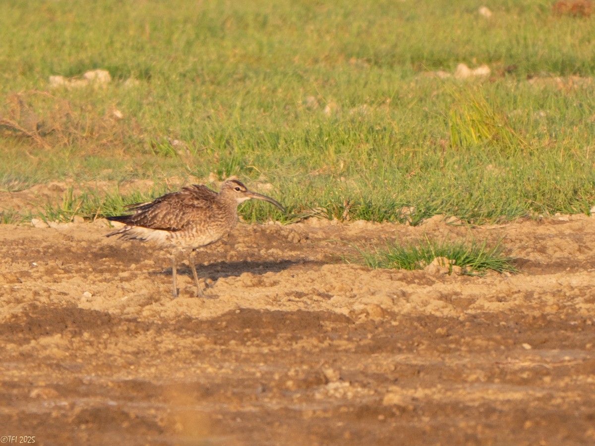 Zarapito Trinador Euroasiático (Europeo) - ML646967247