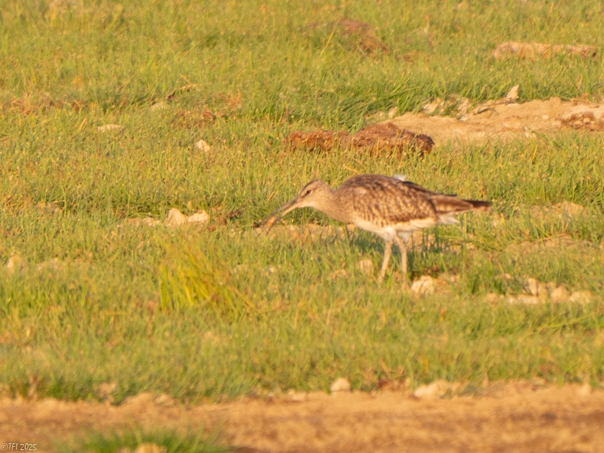 Zarapito Trinador Euroasiático (Europeo) - ML646967249