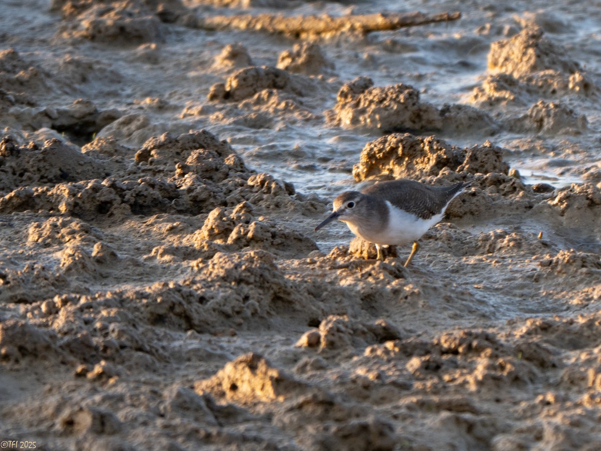 Andarríos Chico - ML646967251