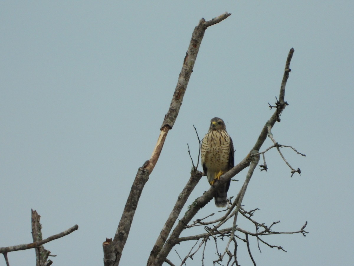Roadside Hawk - ML646967254