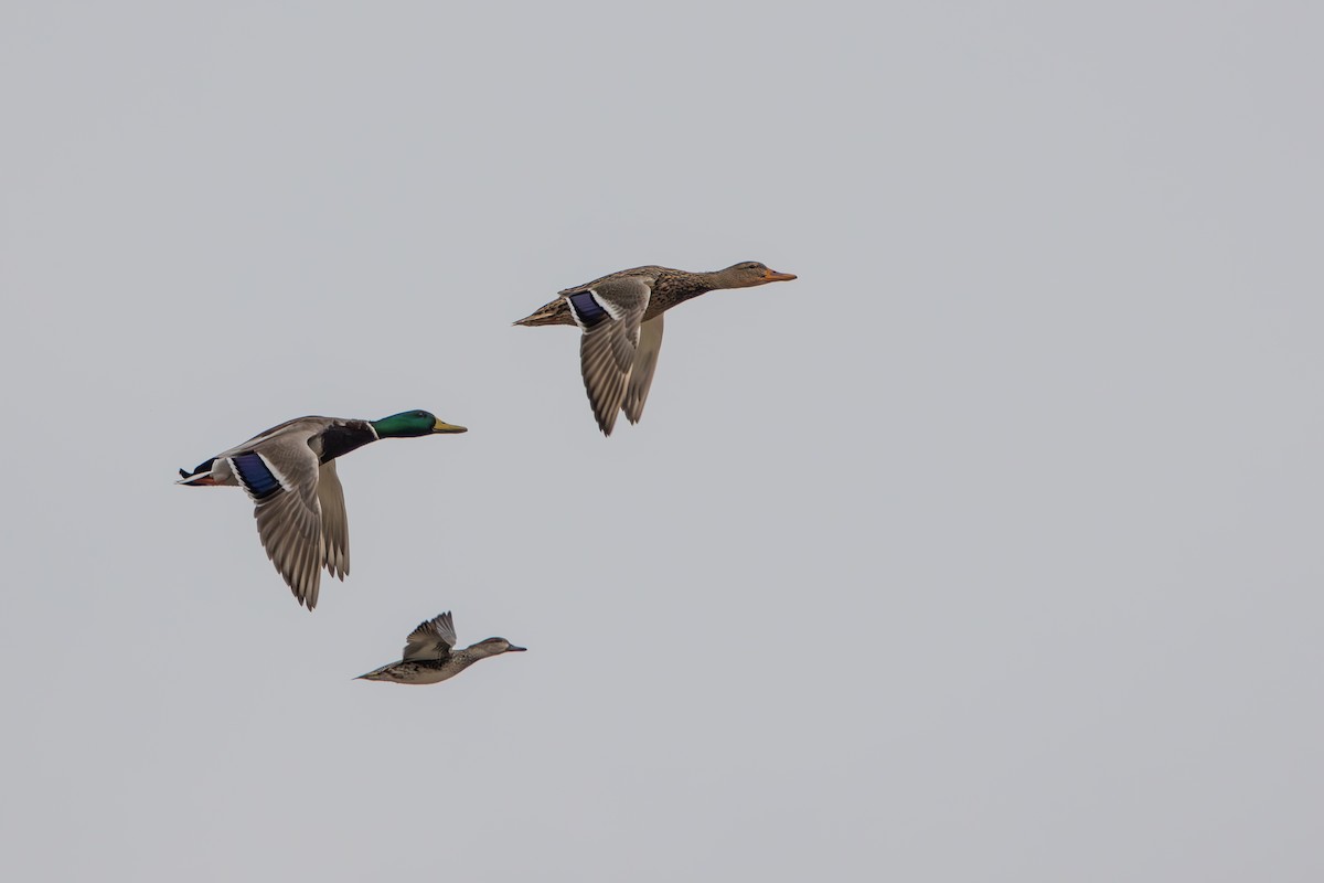 ברכיה - ML646967256