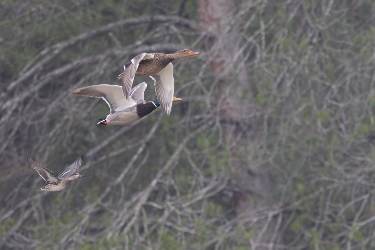 ברכיה - ML646967257