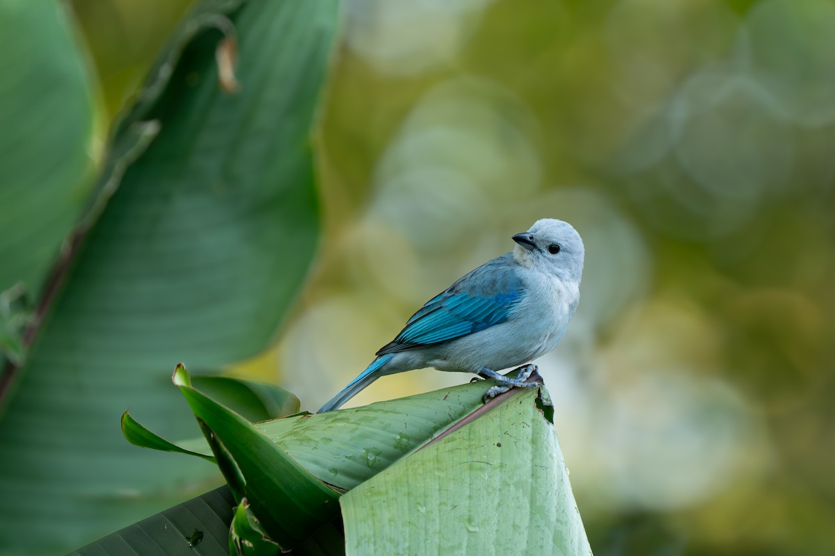 Blue-gray Tanager - ML646967259
