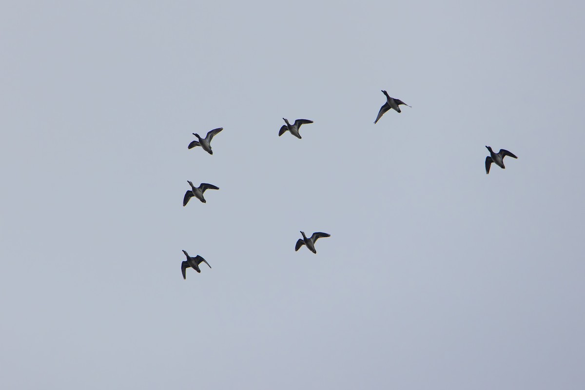 שרשיר - ML646967261