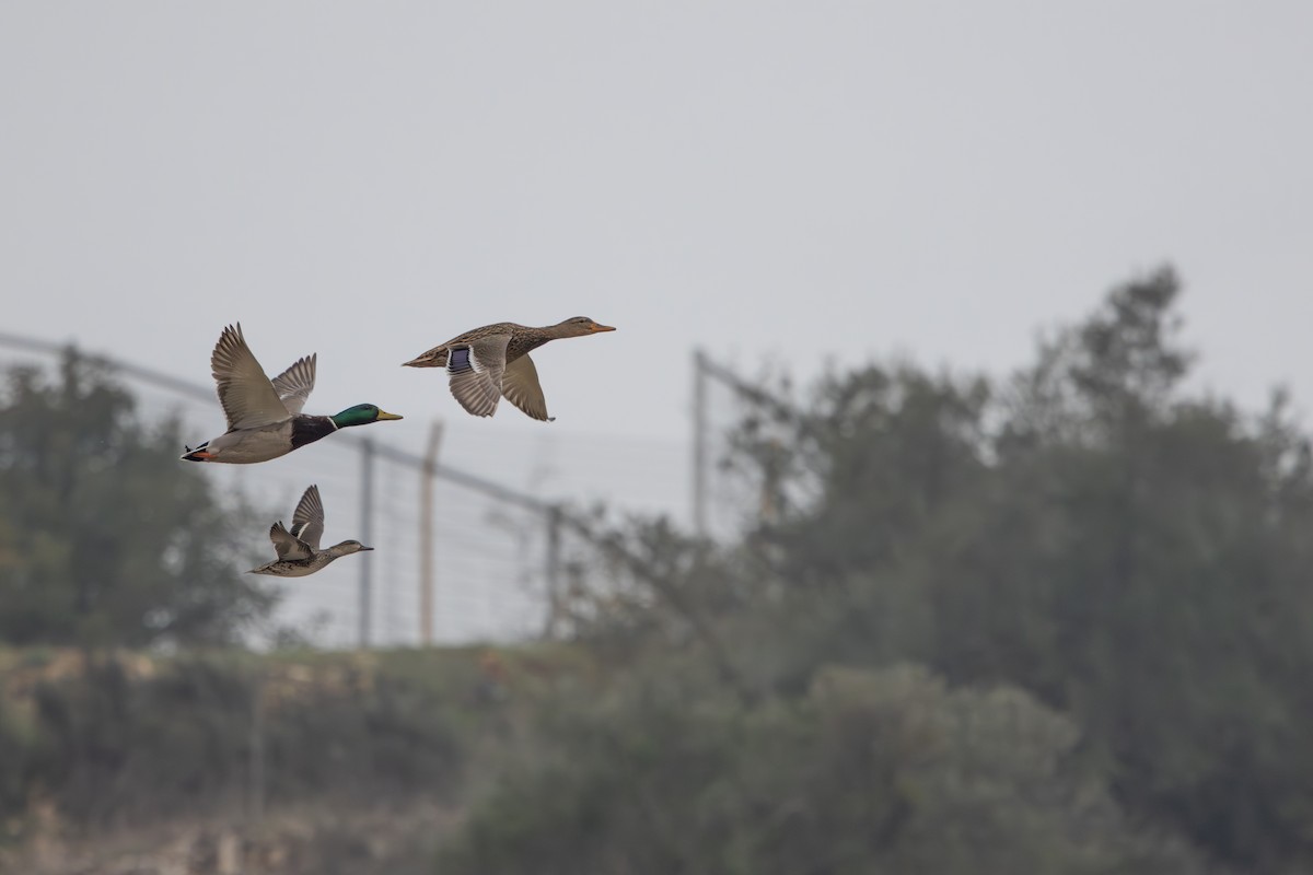 שרשיר - ML646967262