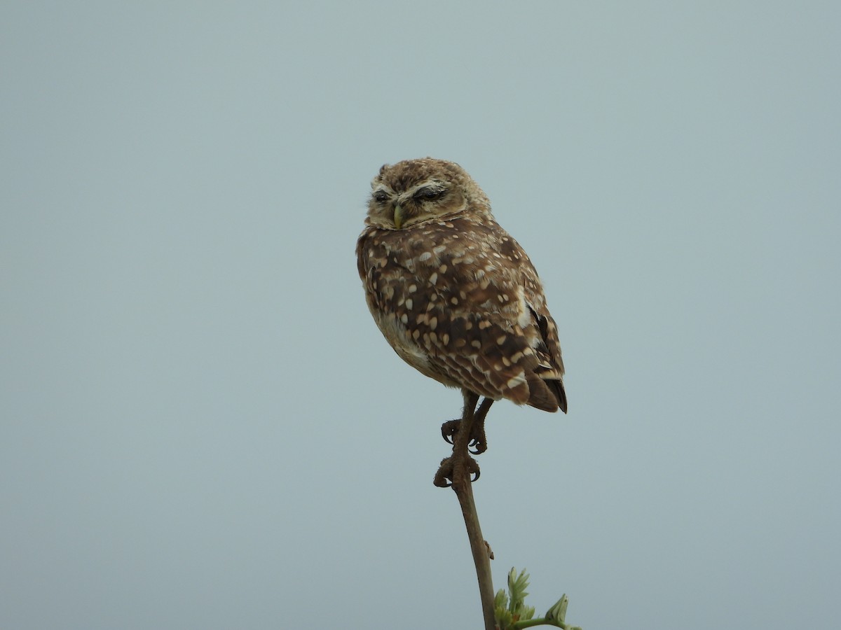 Burrowing Owl - ML646967263