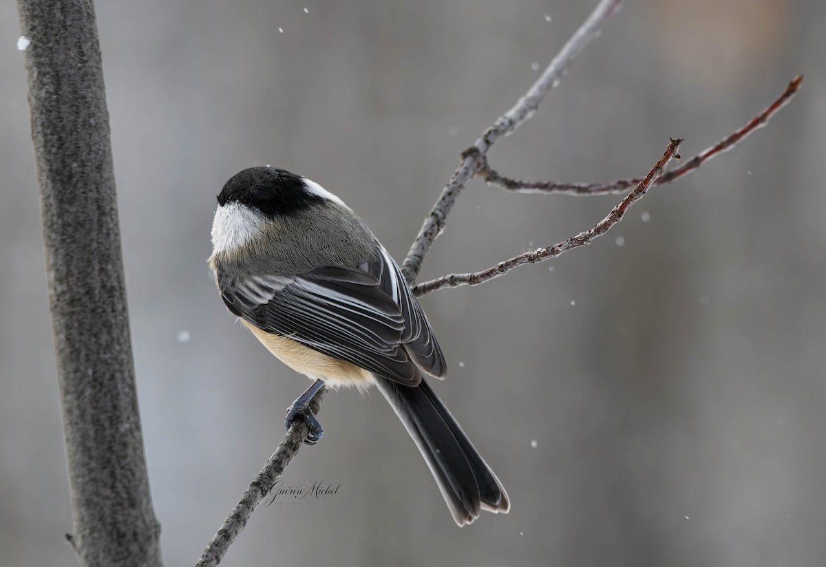 Black-capped Chickadee - ML646967264