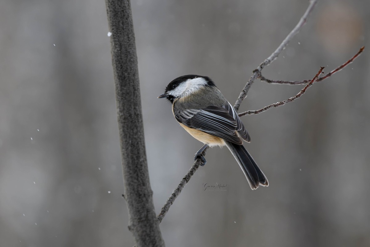 Black-capped Chickadee - ML646967265