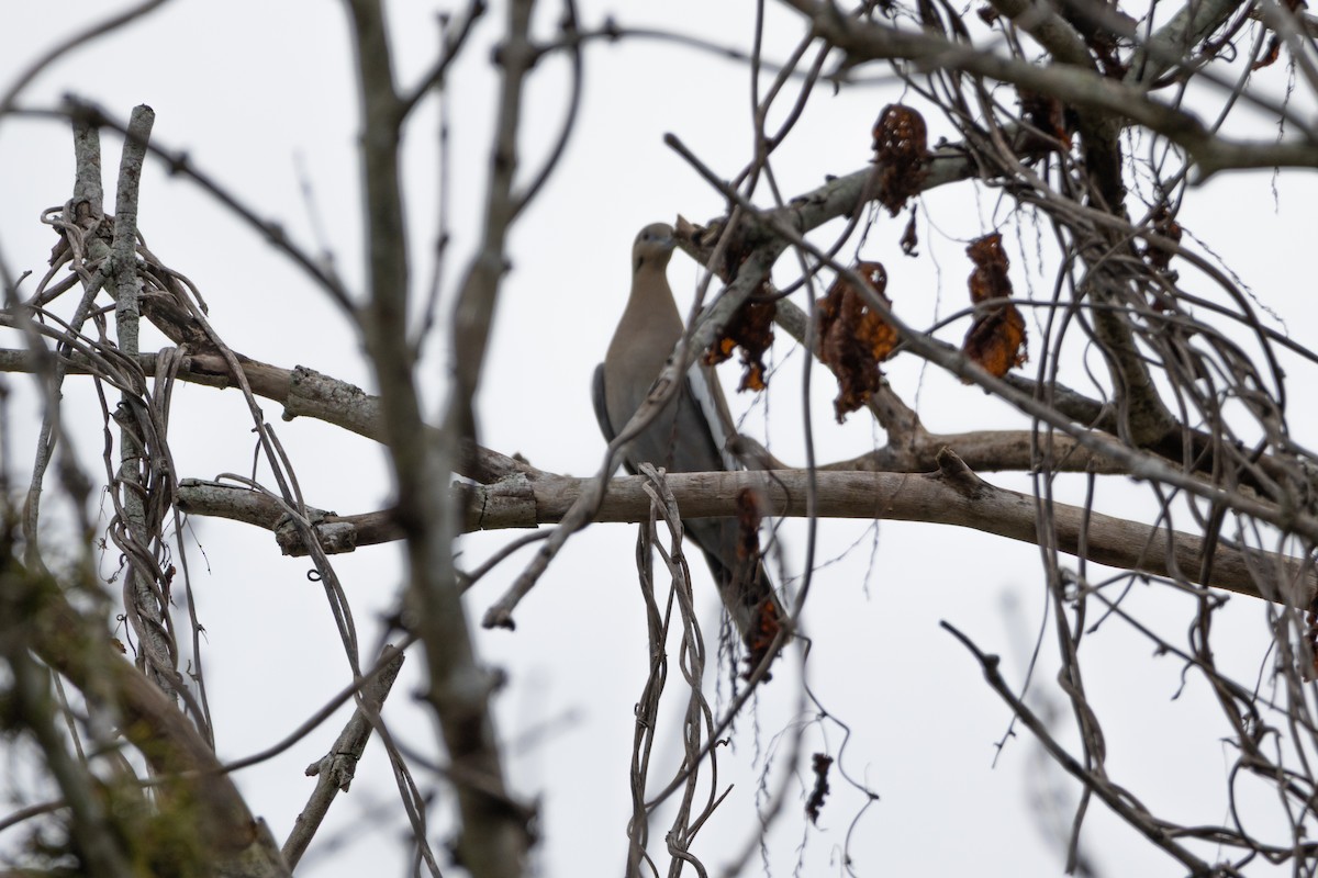White-winged Dove - ML646967268