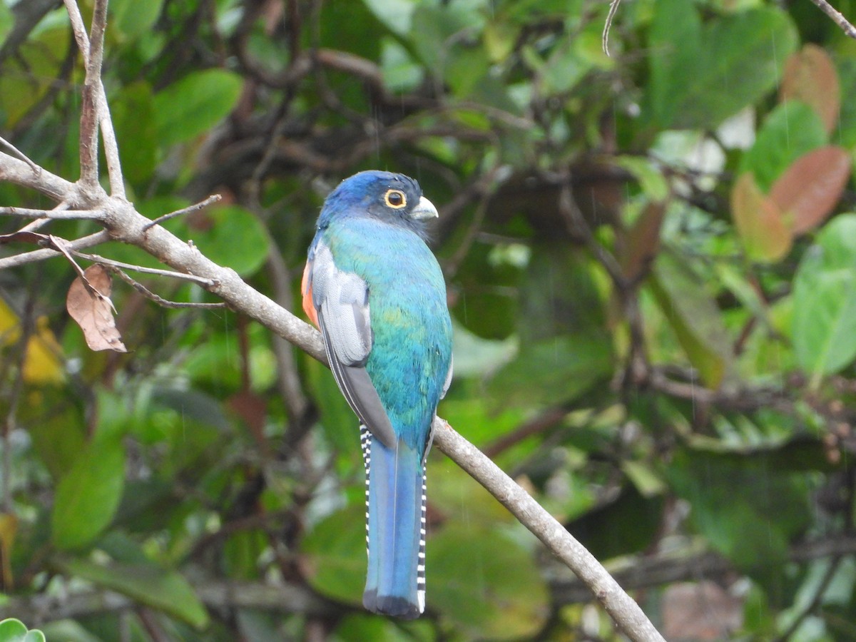 Blue-crowned Trogon - ML646967283
