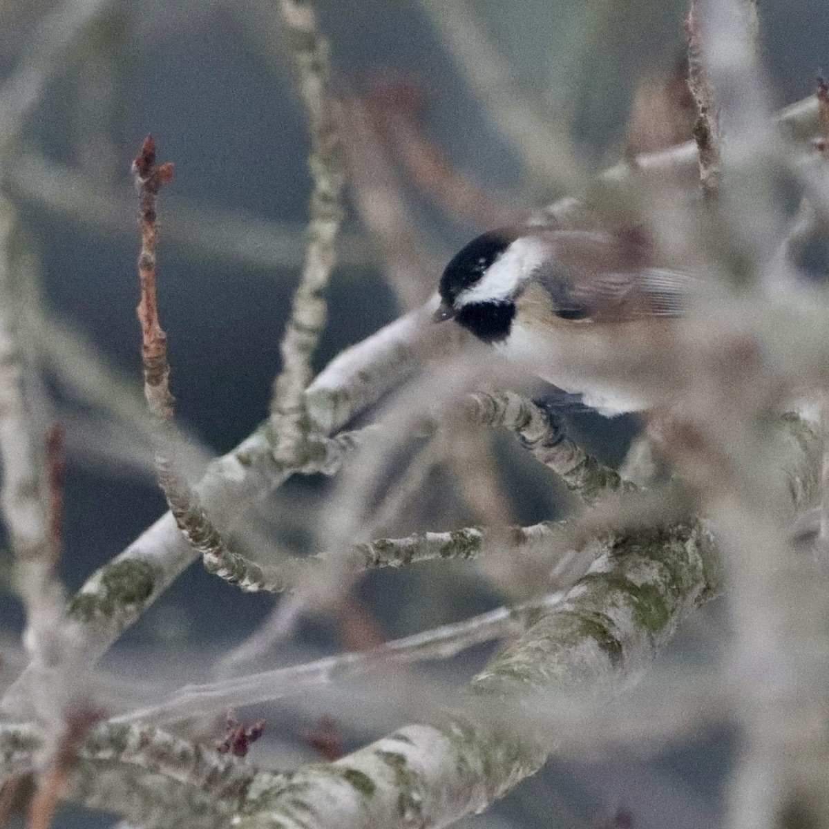 Black-capped Chickadee - ML646967284