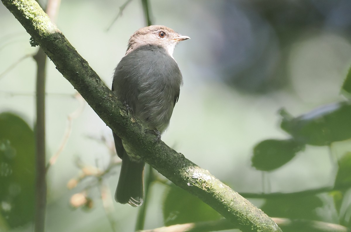 コンゴサメビタキ（lendu） - ML646967285