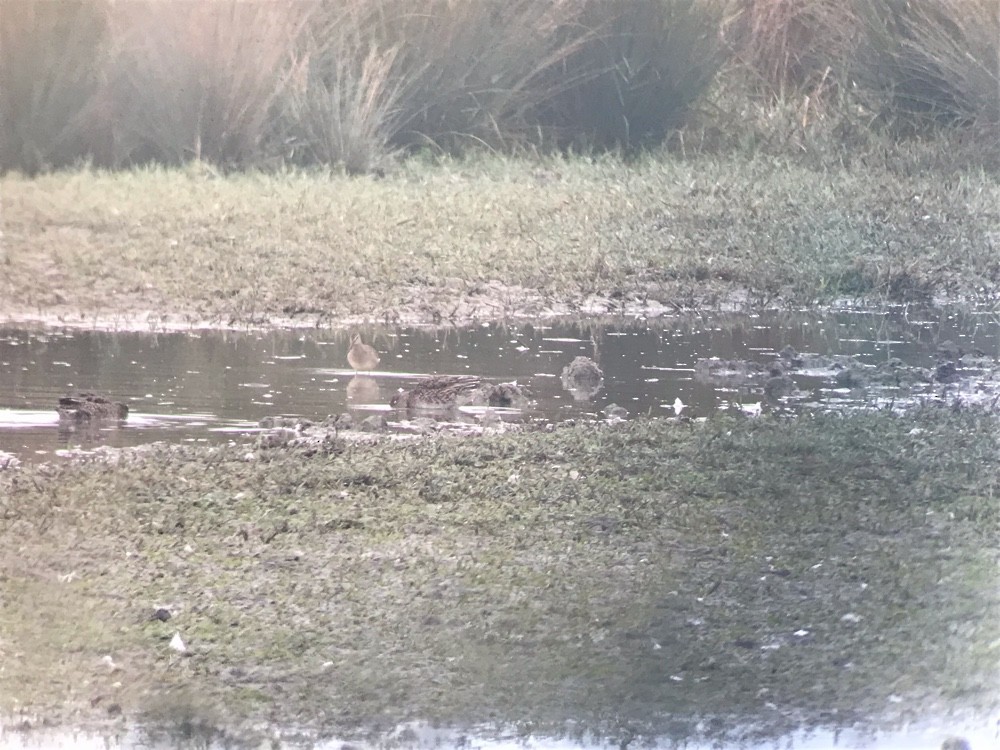 Long-billed Dowitcher - ML646967289