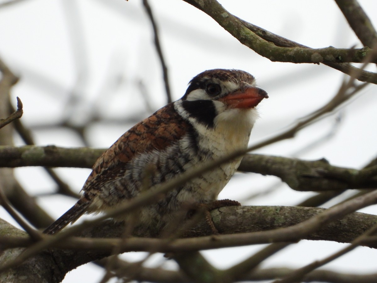 White-eared Puffbird - ML646967290