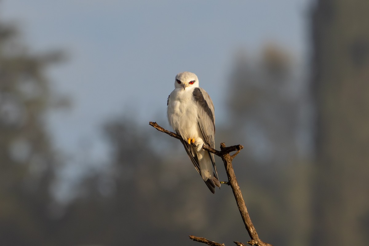 דאה שחורת-כתף - ML646967294