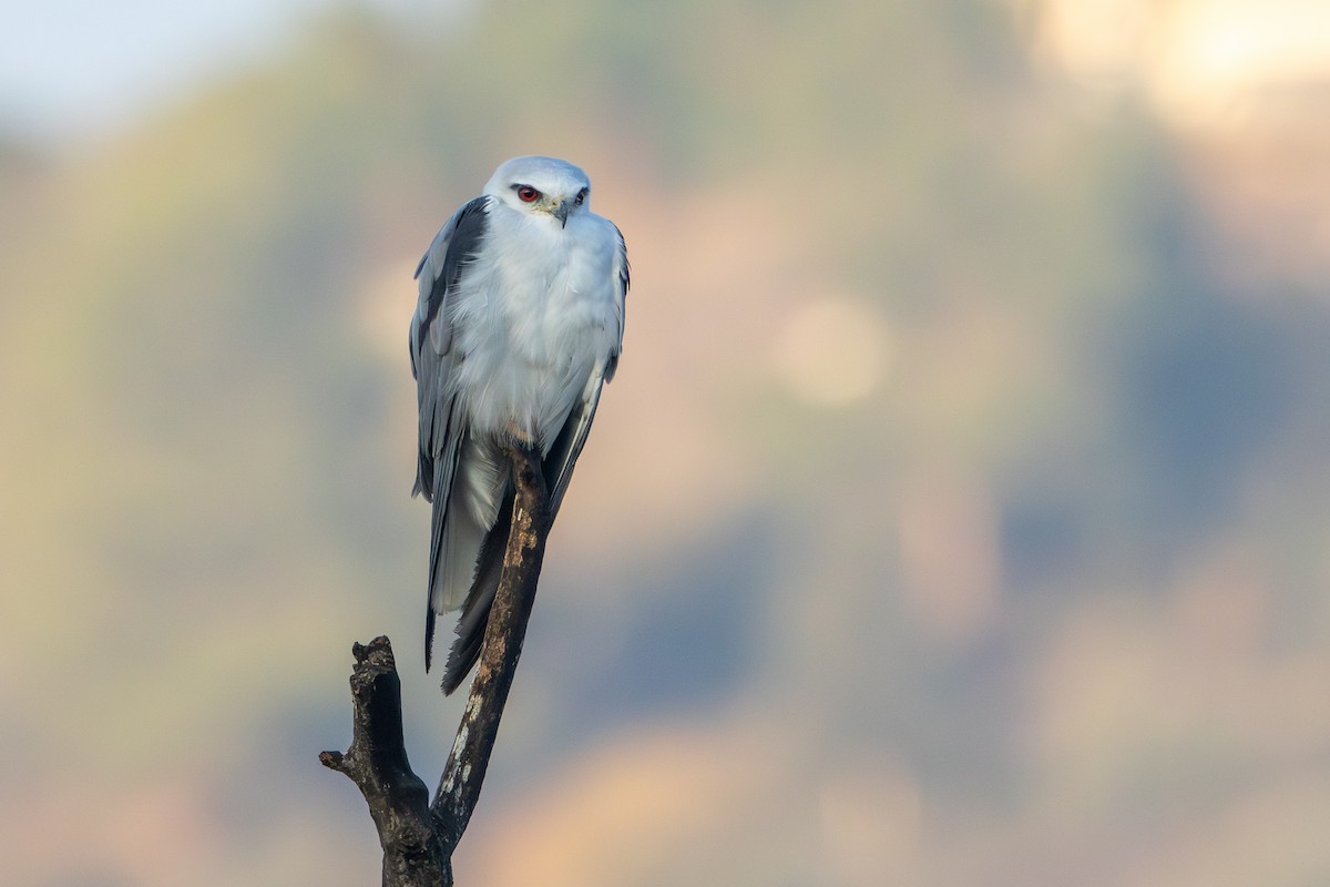 דאה שחורת-כתף - ML646967295