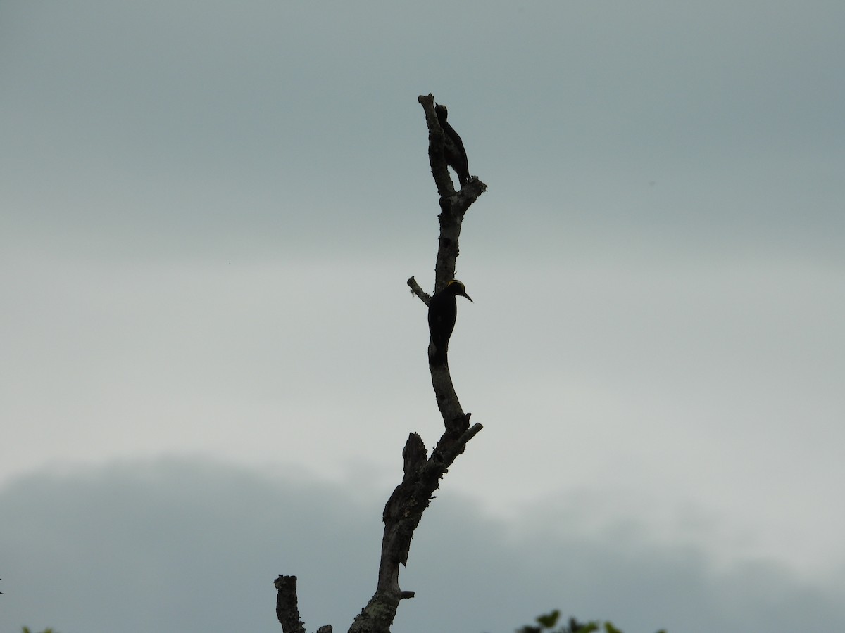 Yellow-tufted Woodpecker - ML646967297