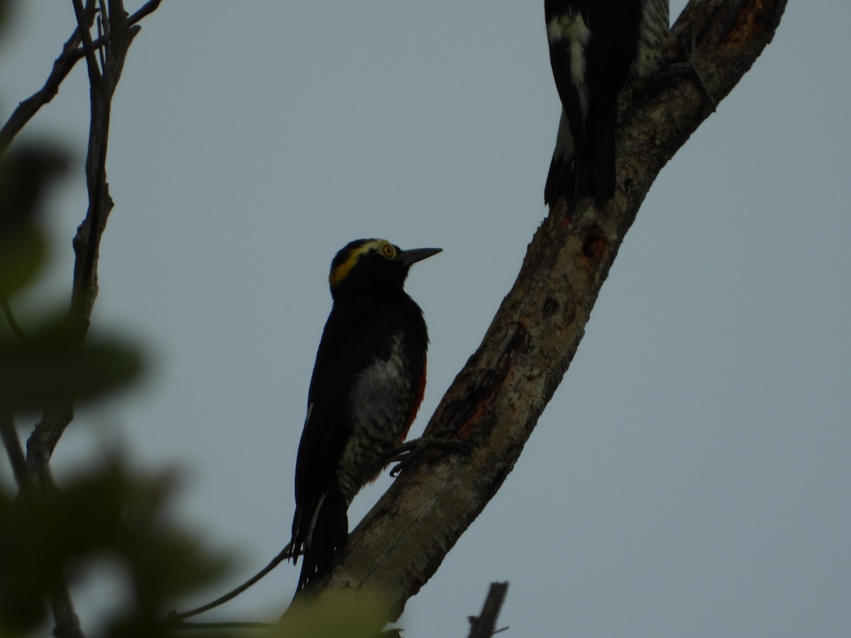 Yellow-tufted Woodpecker - ML646967298