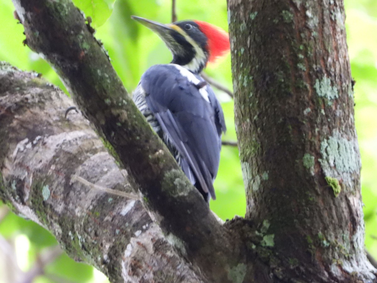 Lineated Woodpecker - ML646967308