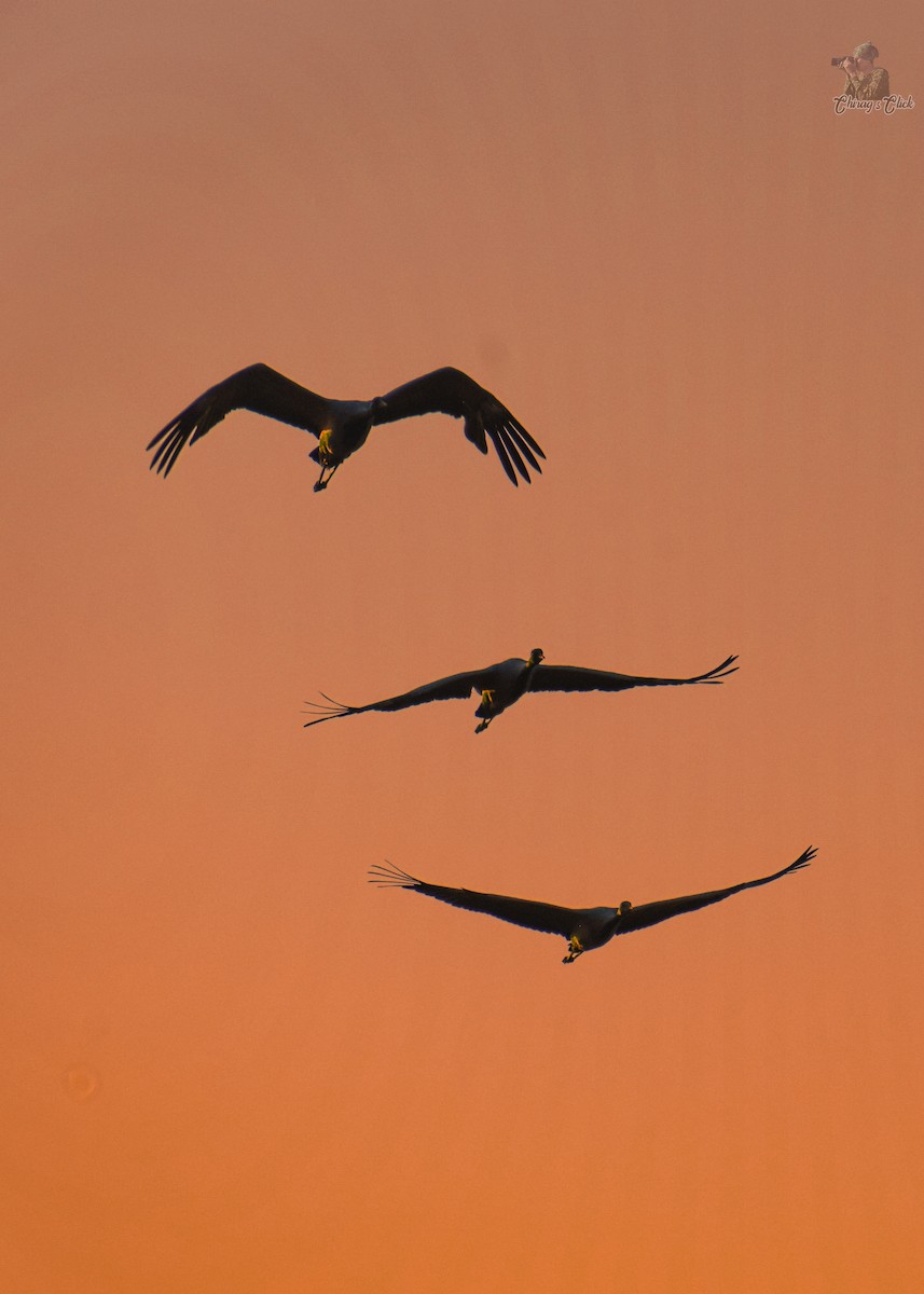 Telli Turna - ML646967309