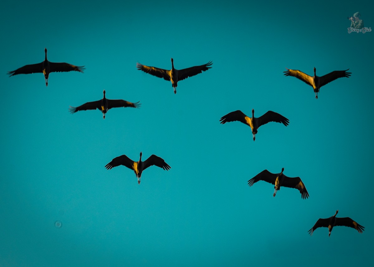 Telli Turna - ML646967310