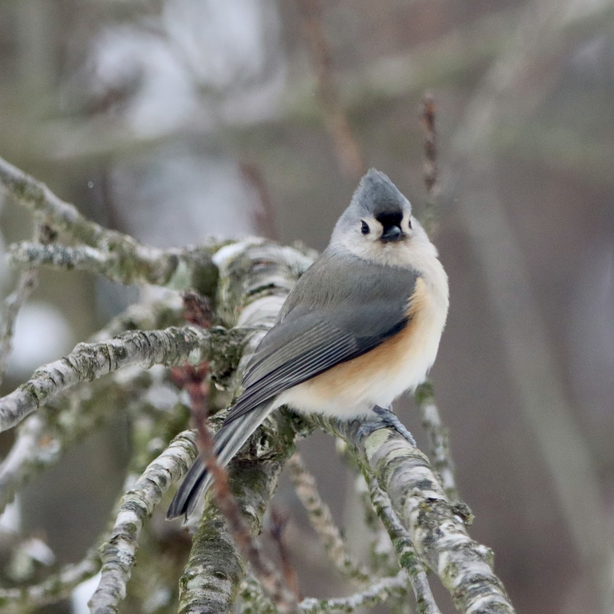 Tufted Titmouse - ML646967311