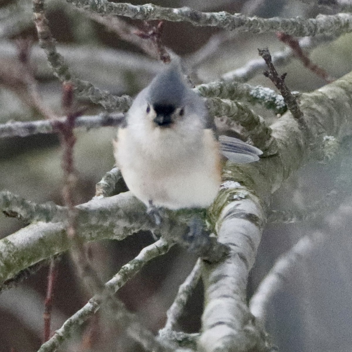 Tufted Titmouse - ML646967312