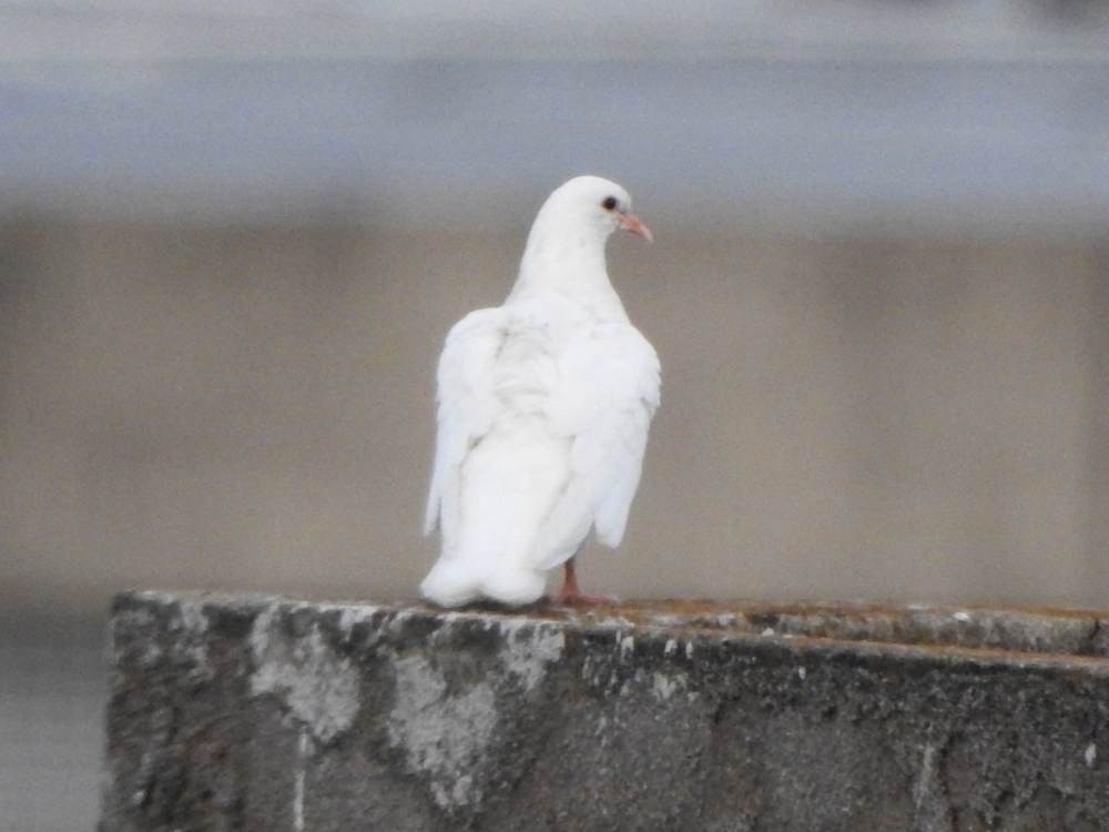 Rock Pigeon (Feral Pigeon) - ML646967313