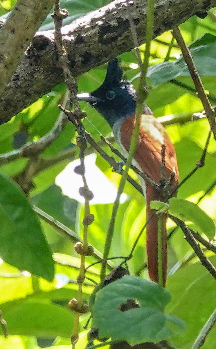 gallaparadismonark - ML646967320